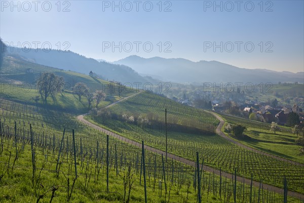 Vineyards