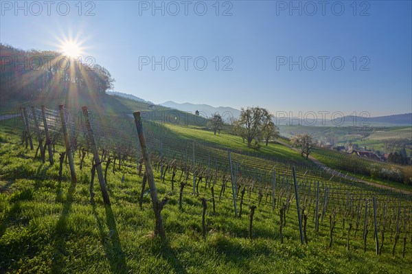 Vineyards