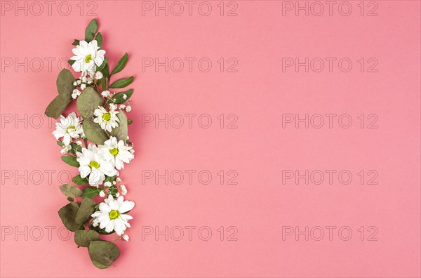 Decoration made with white daisy flowers leaves peach background