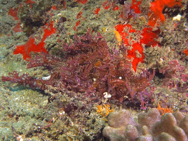 Red popeyed scorpionfish