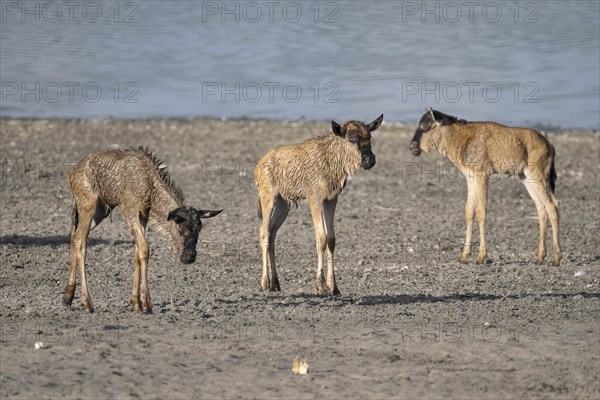 Wildebeest