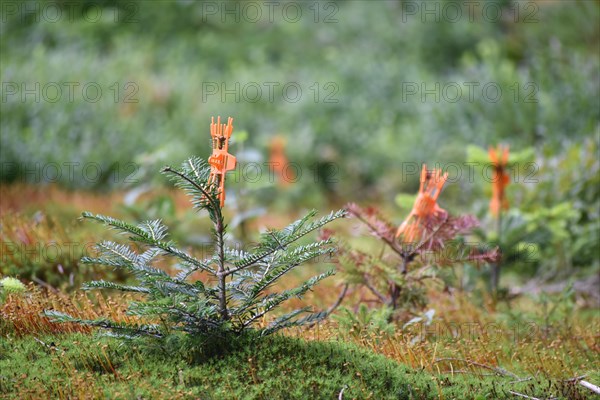 Young spruce with browsing protection against browsing by game in the forest