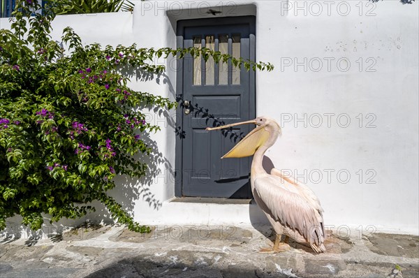 Pelican Petros