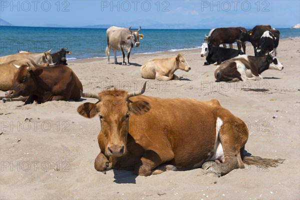 Free-range cows on the beach