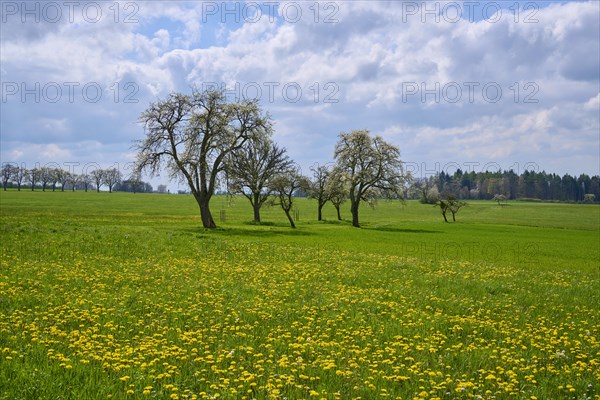 Meadow Landscape