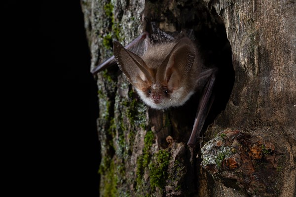 Brown long-eared bat