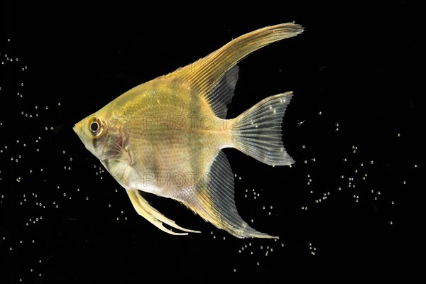 Yellow beautiful betta fish isolated black background bubbles