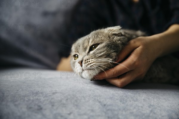 Woman stroking cute lazy cat