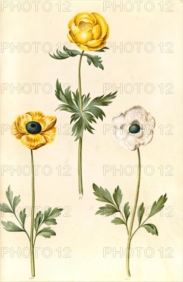 Globeflower