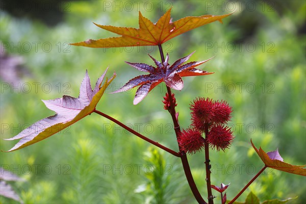 Castor oil plant