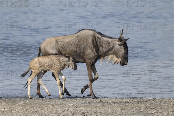 Wildebeest