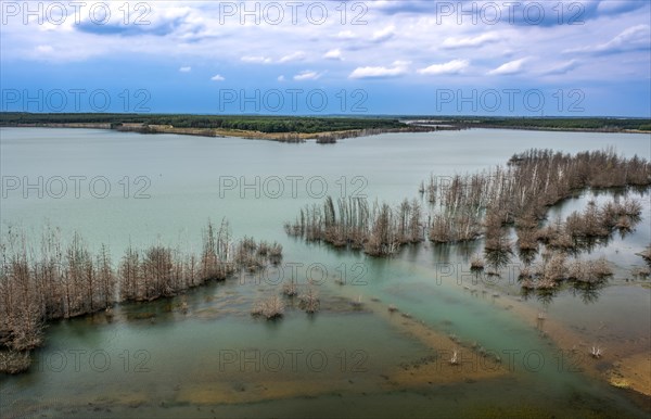 Trees in Lake Sedlitz