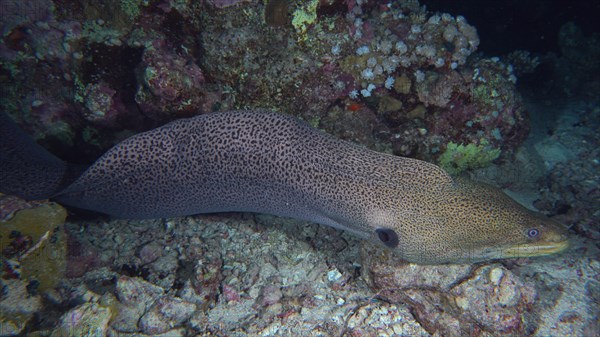 Giant Moray