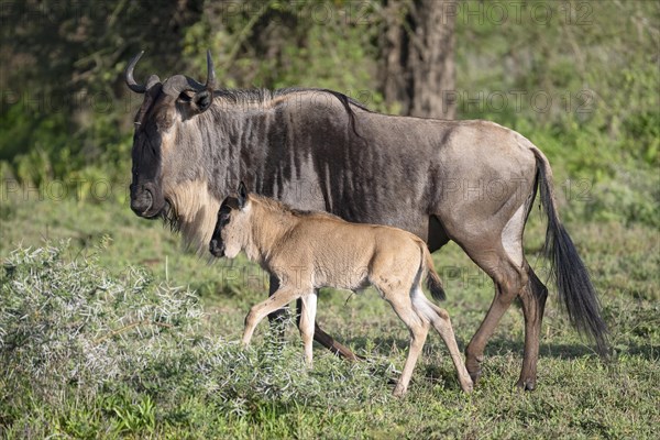 Wildebeest