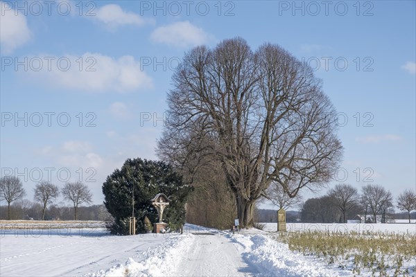 Natural monument Dicke Lime tree