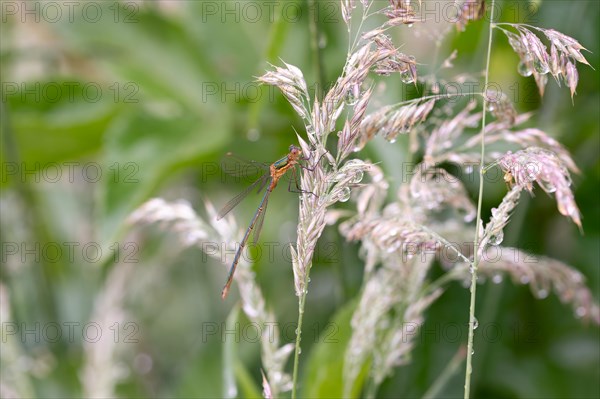 Emerald damselfly