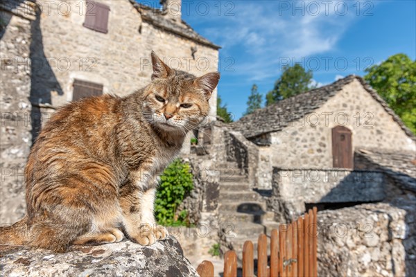 Young cat lying in the morning sun in a stone village. Le Rozier