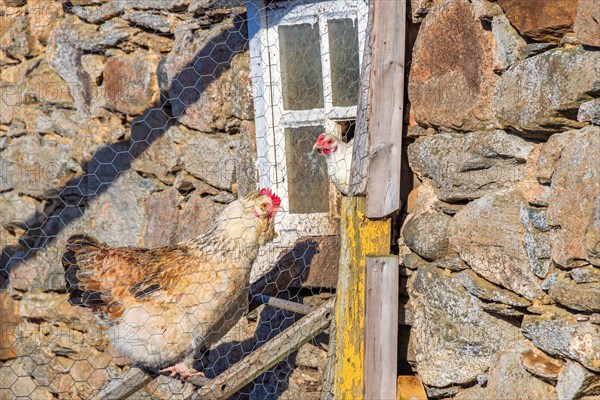 Hens on a ladder at a country chicken farm