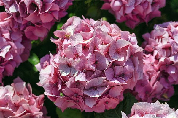 Pink hydrangea