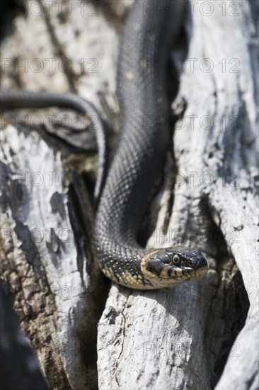 Grass snake