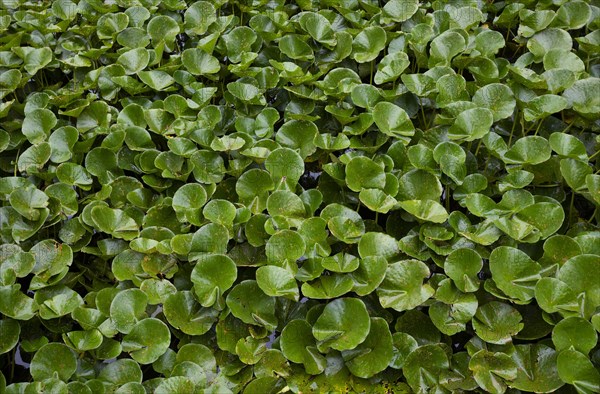 Water lily petals in the pond