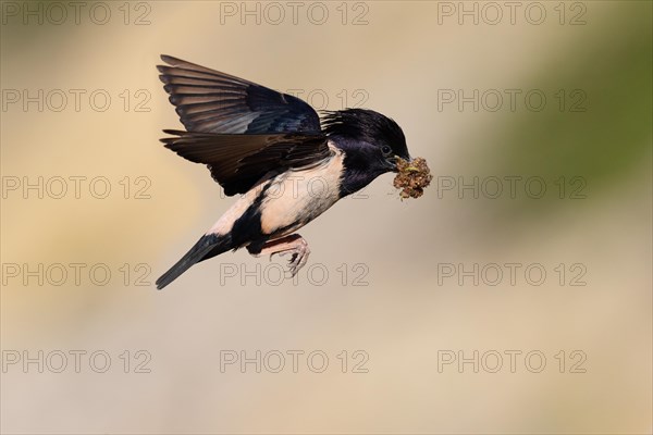 Roseate starling