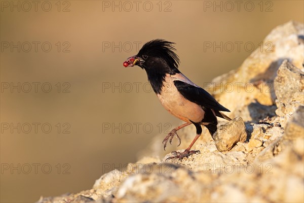 Roseate starling