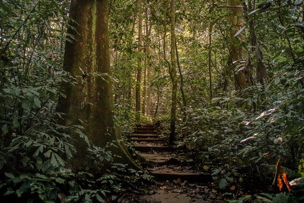 Hiking trail in Cuc Phuong National Park in Ninh Binh