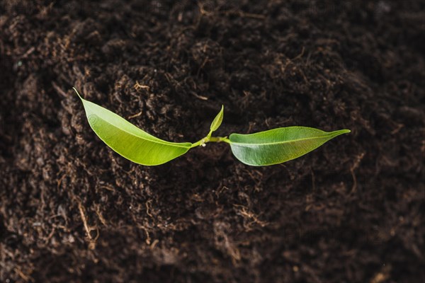 Overhead view seedling growing soil