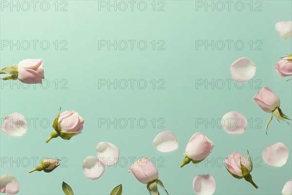 Top view pink spring roses with copy space