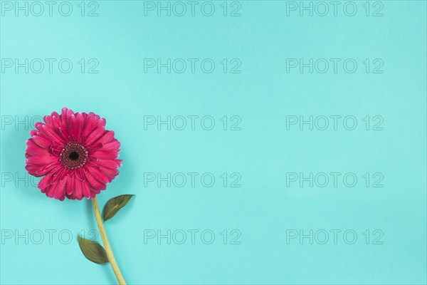 Pink gerbera flower blue table