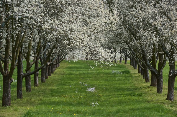 Plum tree