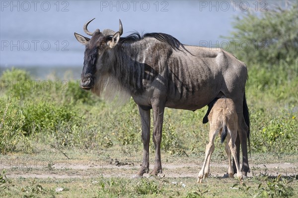 Wildebeest