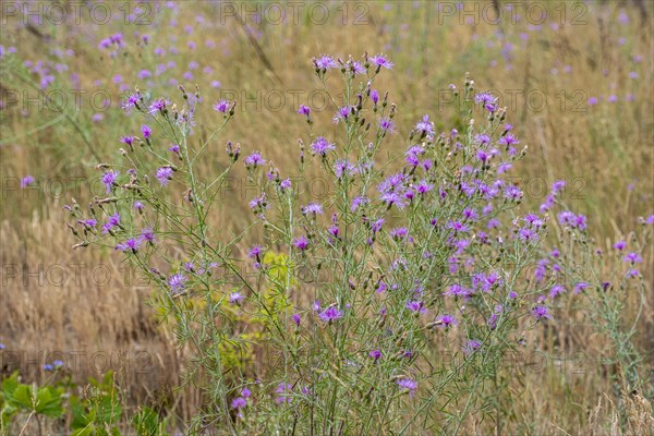 Spotted knapweed