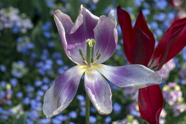 Flowering Tulip