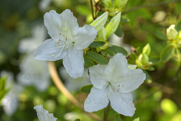 Blossoms of the Japanese azalea