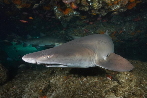 Close-up of sand tiger shark