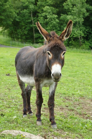 Catalan donkey