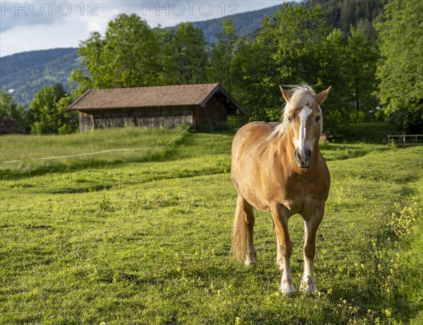 Haflinger horse