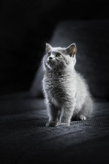 British Shorthair male