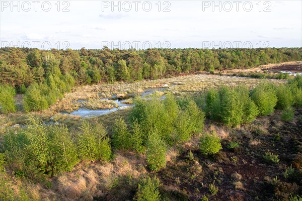 Renaturalised bog area