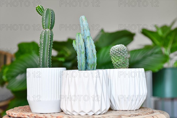 Different small cacti houseplants in flower pots on table in living room