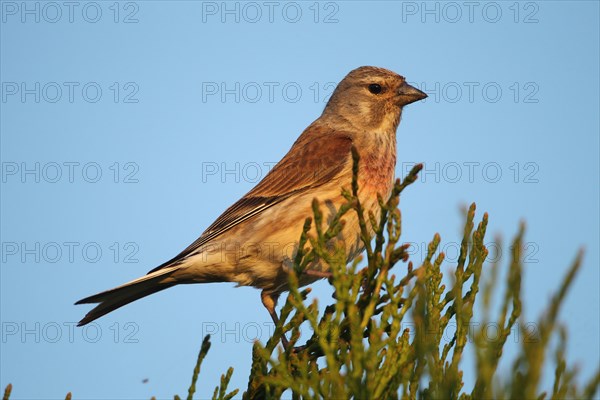 Linnet