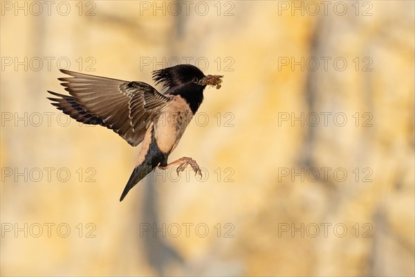 Roseate starling