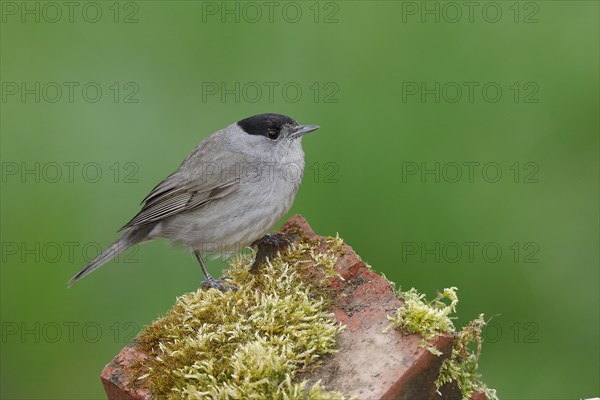 Blackcap