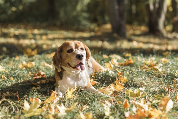 Front view beagle dog lying grass with sticking out tongue