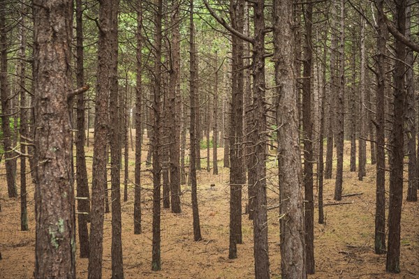 Coniferous forest on the North Sea island of Terschelling