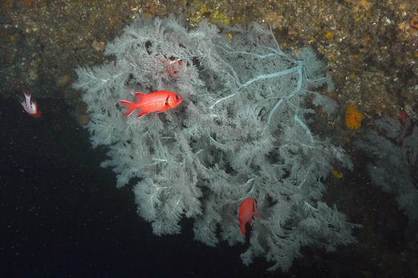 Christmas tree coral