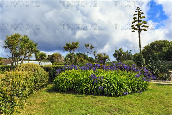 Blue lilies of the nile