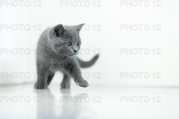 British Shorthair male